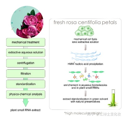 植物提取物 化妝品中的智慧之選，還是營銷噱頭？
